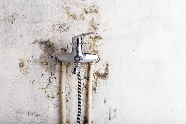 Best Mold Removal and Inspection  in Star Valley, AZ
