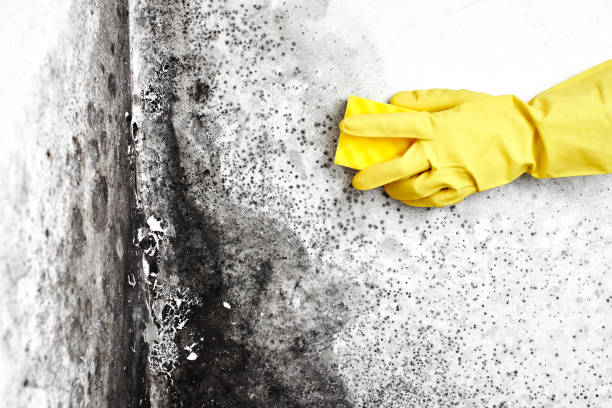 Best Certified Mold Removal  in Star Valley, AZ
