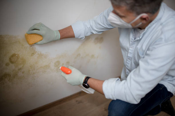 Best Professional Mold Removal  in Star Valley, AZ