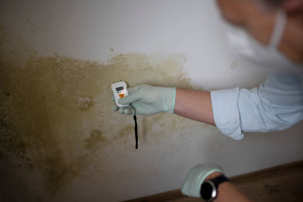 Best Certified Mold Removal  in Star Valley, AZ