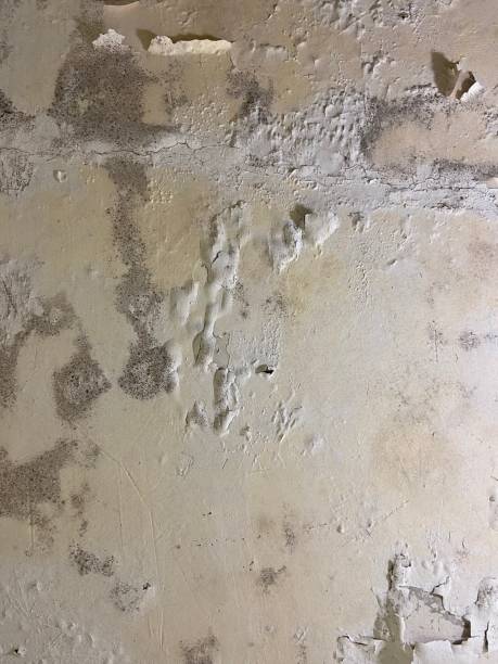 Best Fast Mold Removal  in Star Valley, AZ