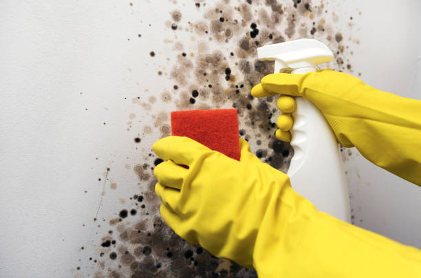Best Mold Damage Repair  in Star Valley, AZ