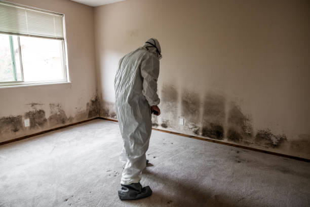 Certified Mold Removal in Star Valley, AZ