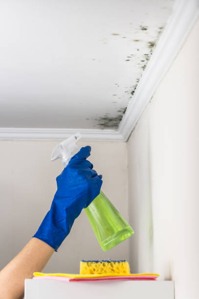 Best Crawl Space Mold Removal  in Star Valley, AZ